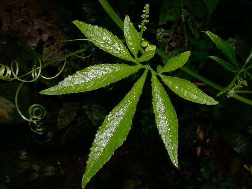 Cyclanthera 10