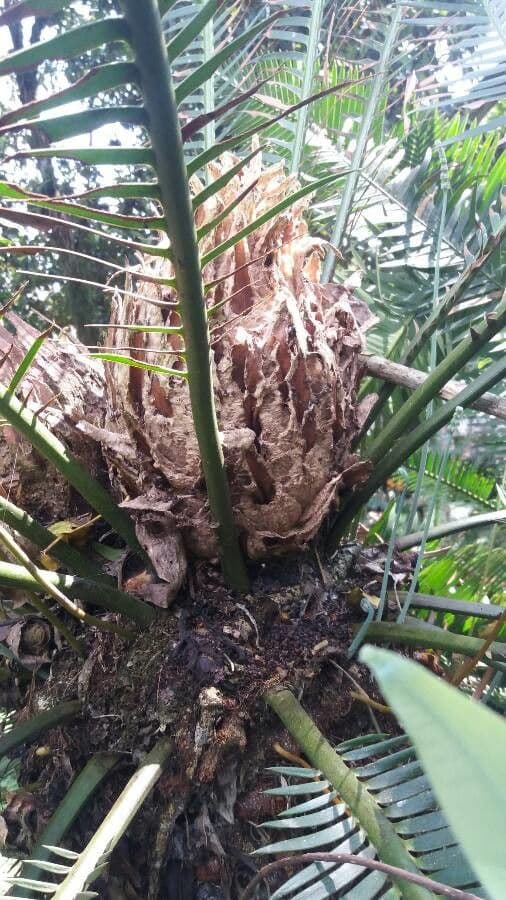 Dioon commestibile 6