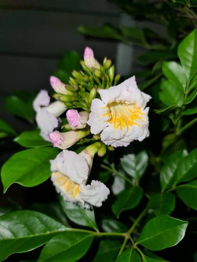 Radermachera sinica 8