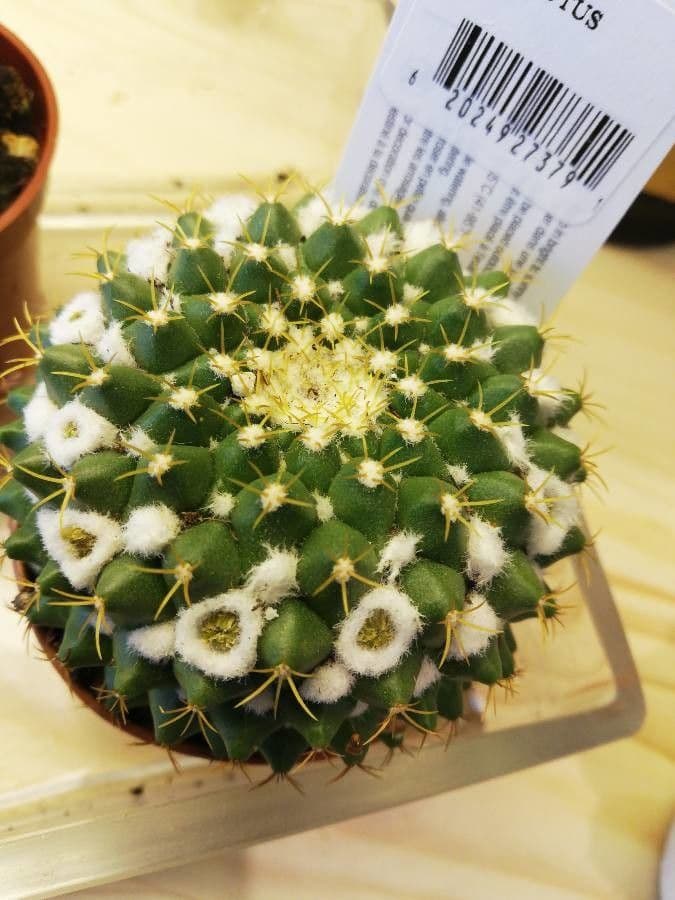 Mammillaria 3