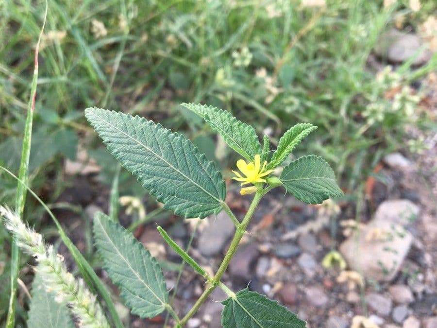 Corchorus hirtus 8