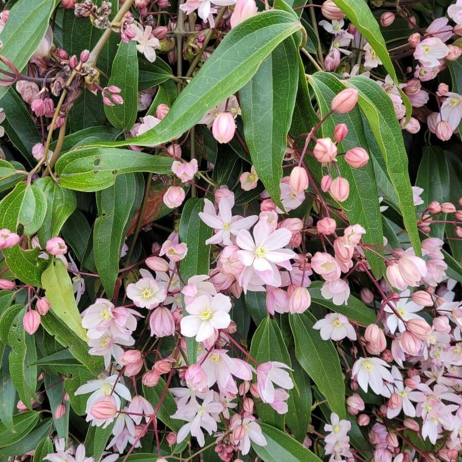 Clematis di Armand 4