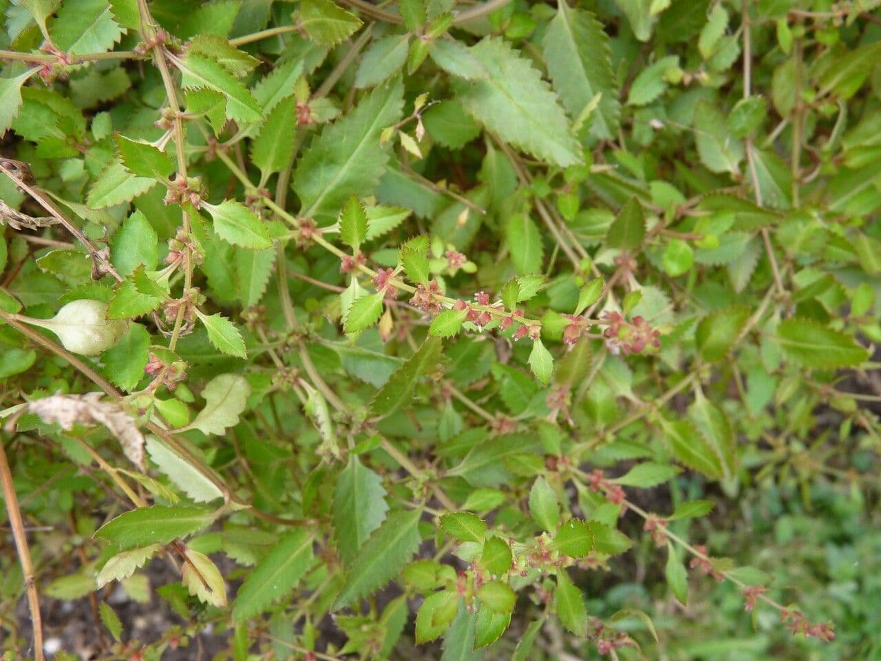 Haloragis 4