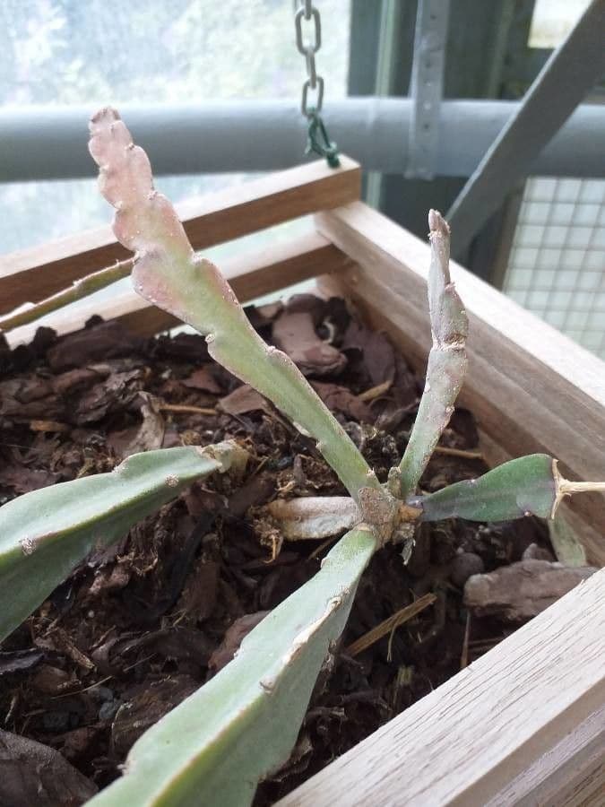 Rhipsalis 2