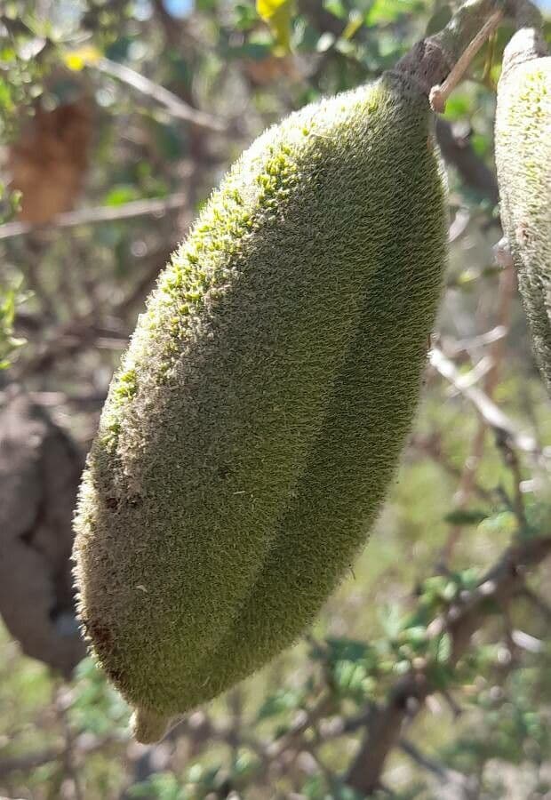 Amphilophium