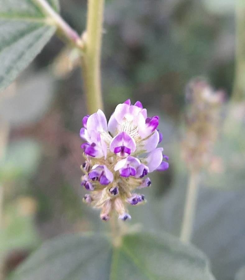 Cullen corylifolium 2