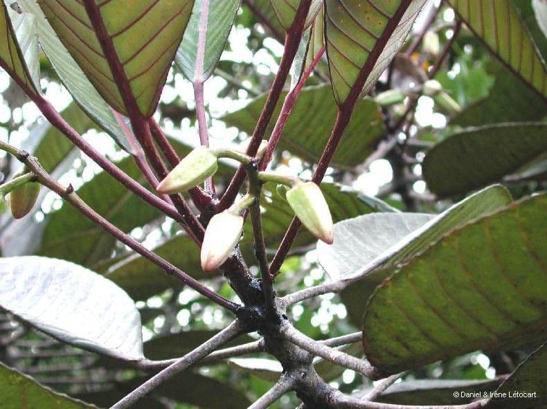 Yate-Elaeocarpus 8