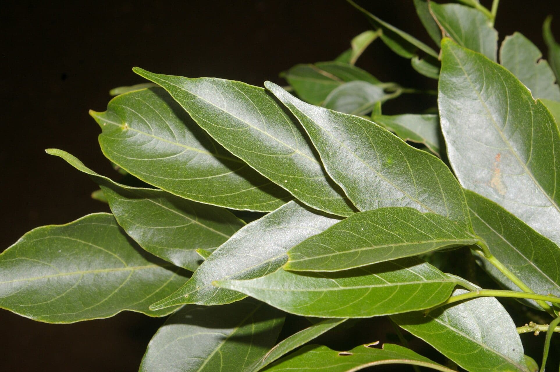 Lonchocarpus 5