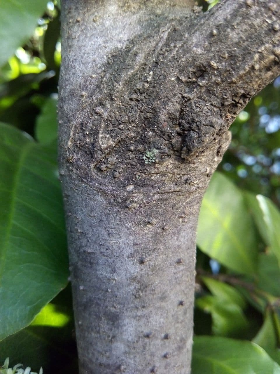 Ixora 24