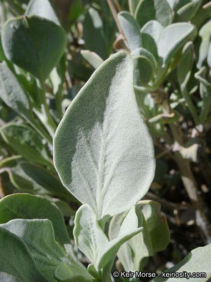 Salvia pachyphylla 14