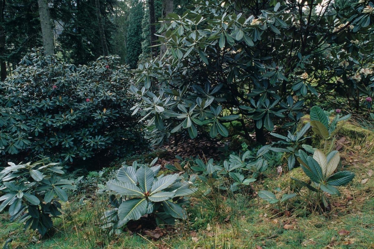 Rododendron 7