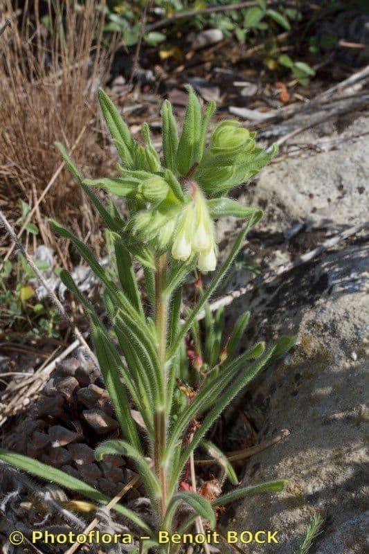 Onosma 10