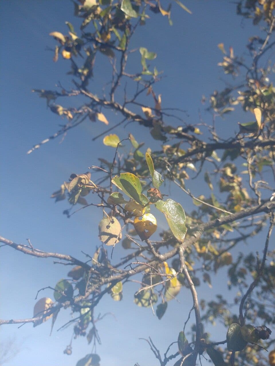 Vallea stipularis 4