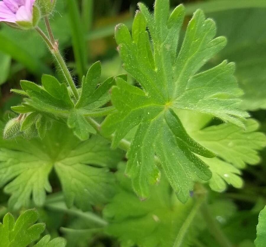 Géranium fluet 20