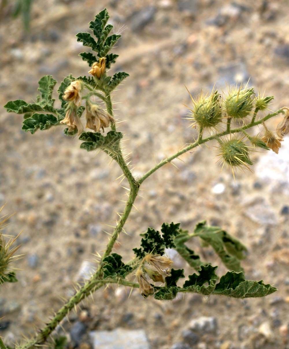 Solanum rostratum 28