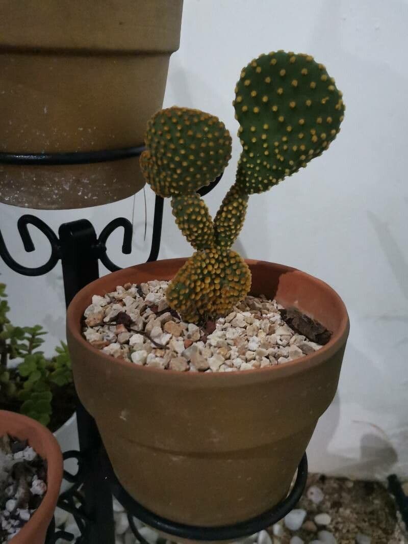 Opuntia leucotricha 24