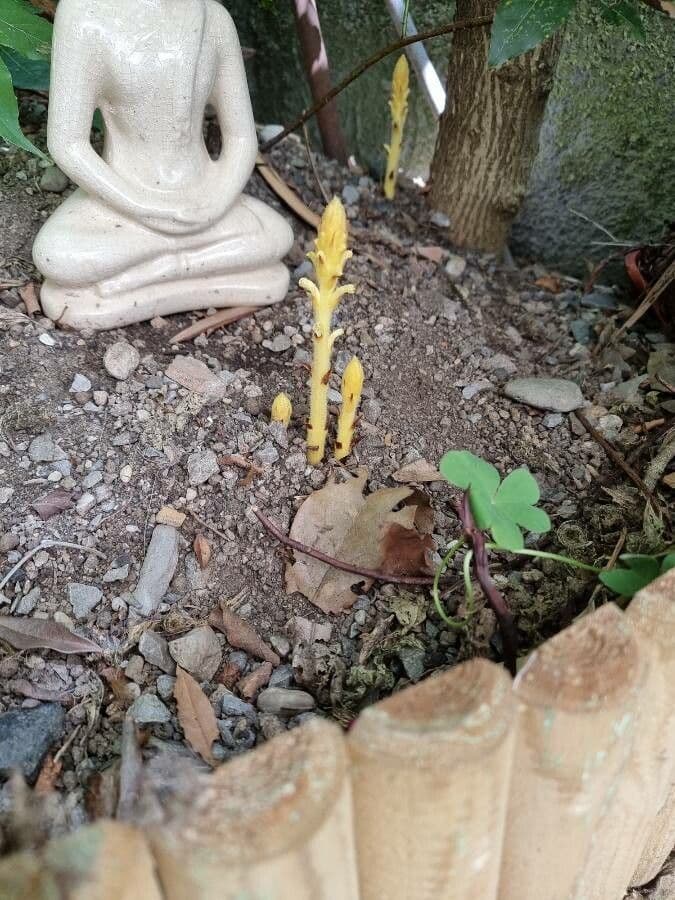 Rafio a fiori gialli 15