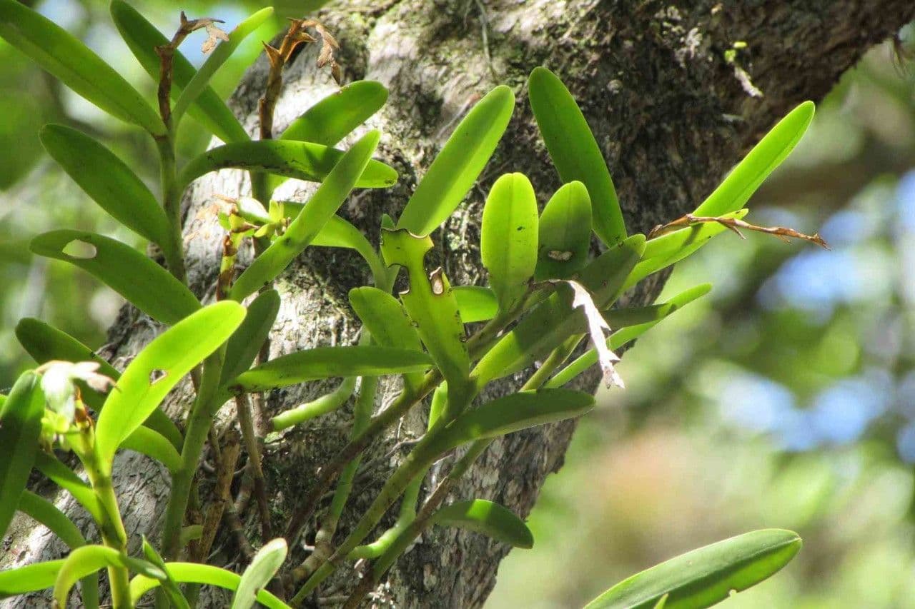 Epidendrum 8