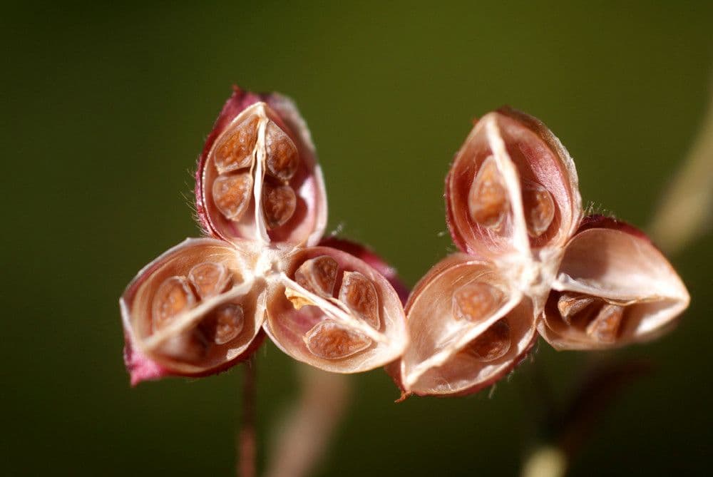 Fumana 2