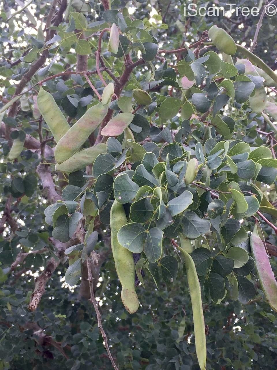 Knobthorn 3