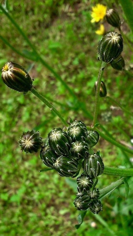 Radicchiella vescicosa 8