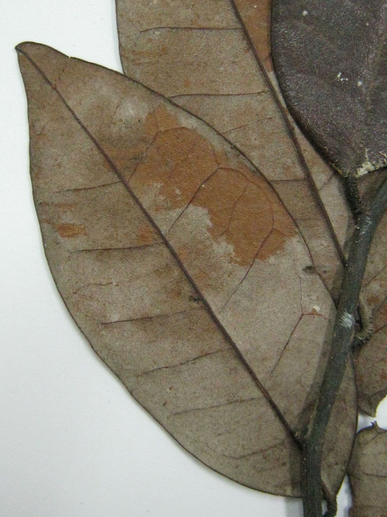 Licania 5