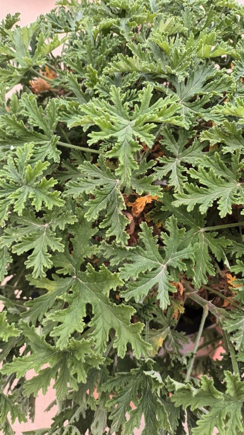 Eichenblättrige Pelargonie 8