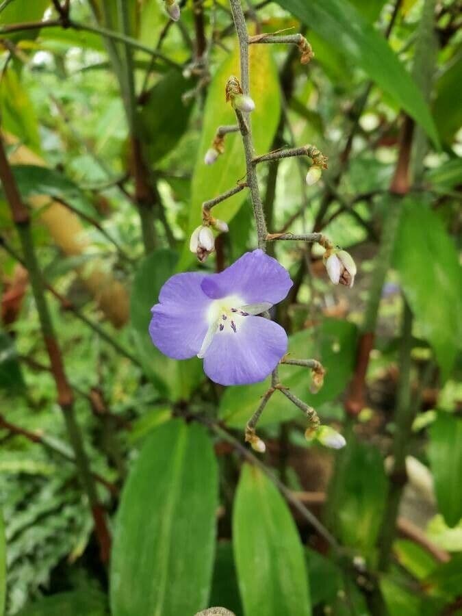 Dichorisandra