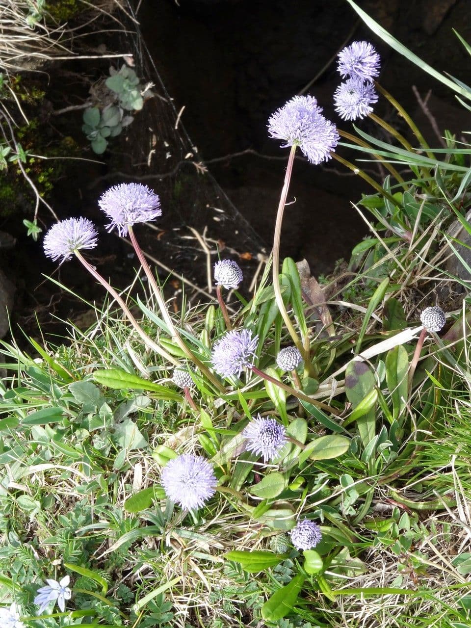 Koulenka bezstvolá 10