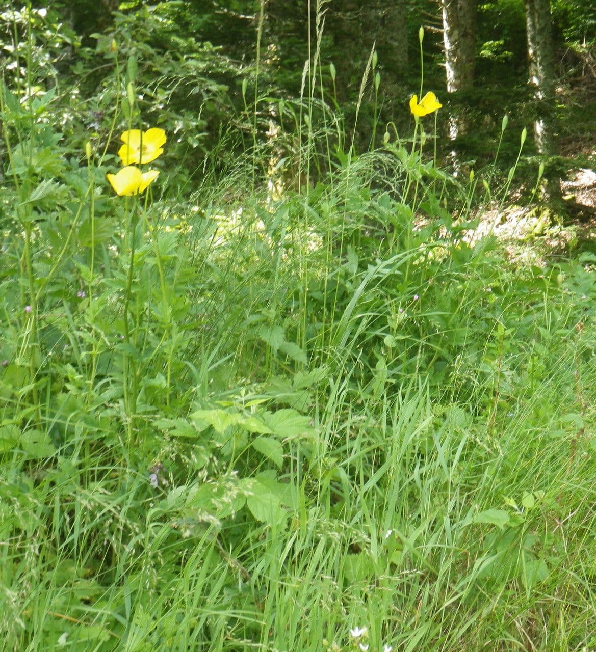 Wald-Scheinmohn 11
