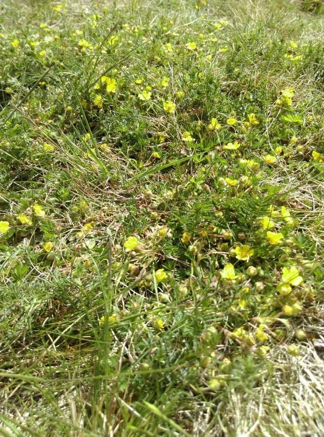 Cincoenrama de primavera 28