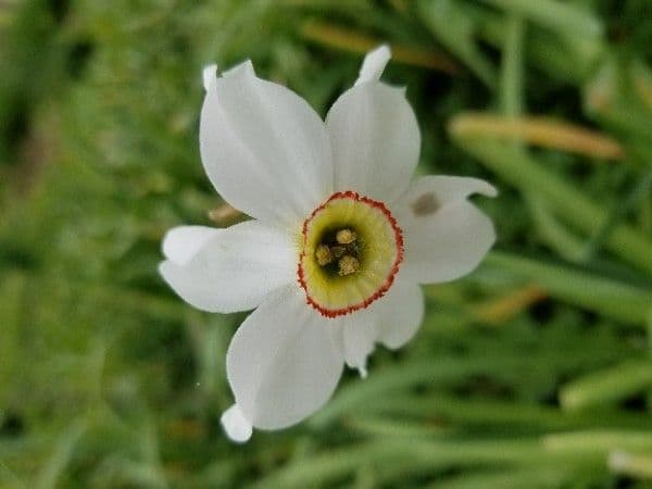 Narciso selvatico 7