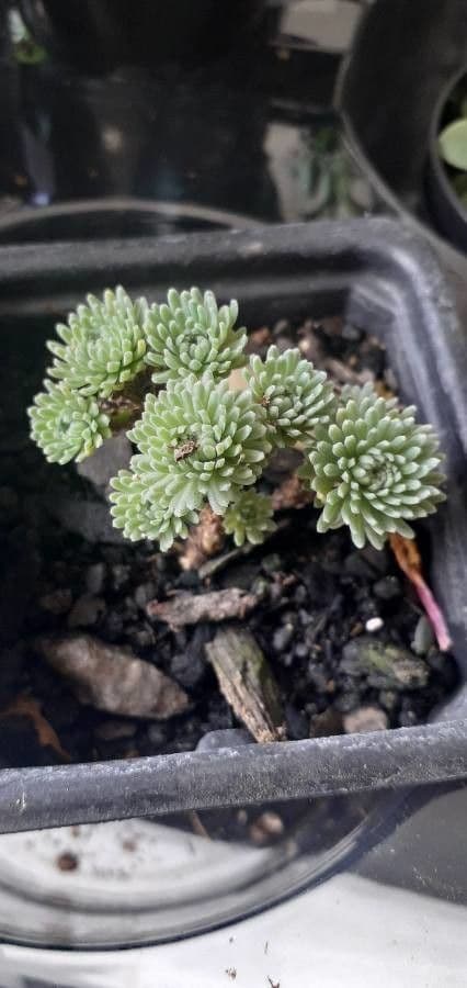 Sedum 3