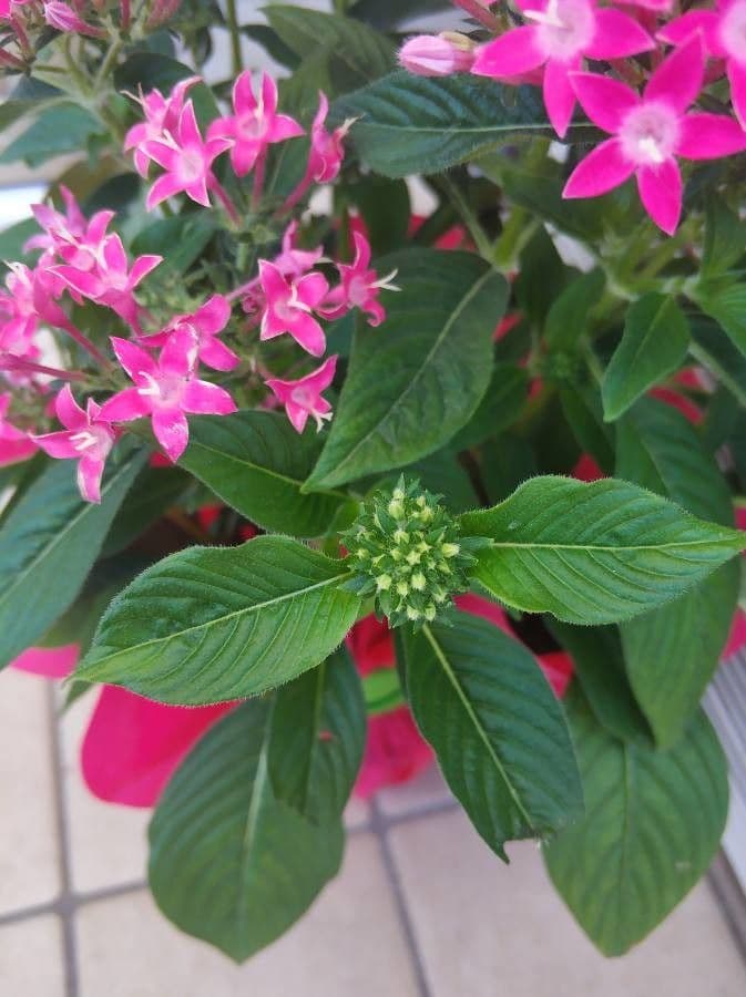 Pentas 14