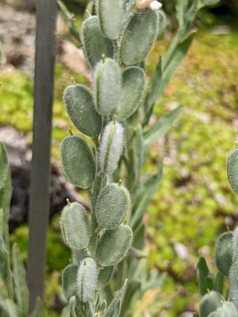 Fibigia clypeata