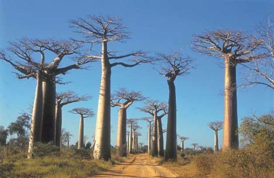Baobab di Grandidier