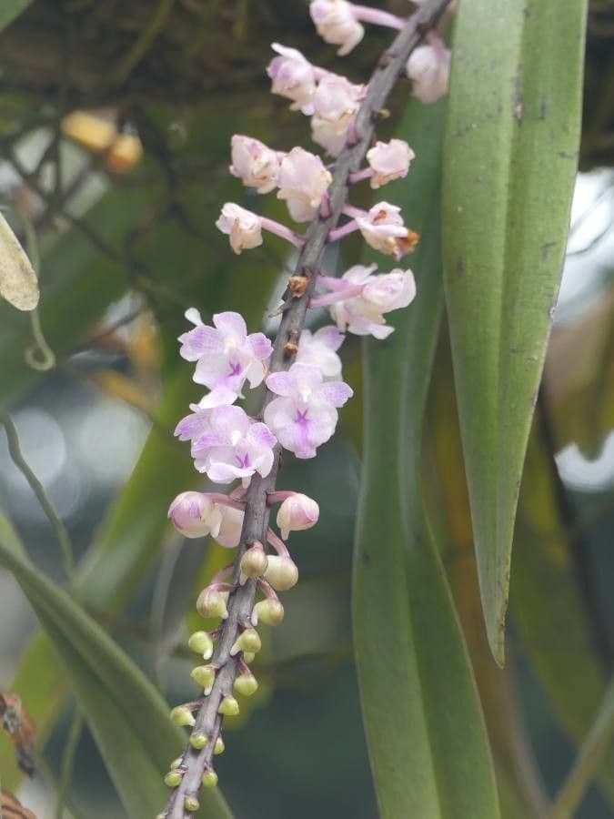 Fuchs-Orchidee 3