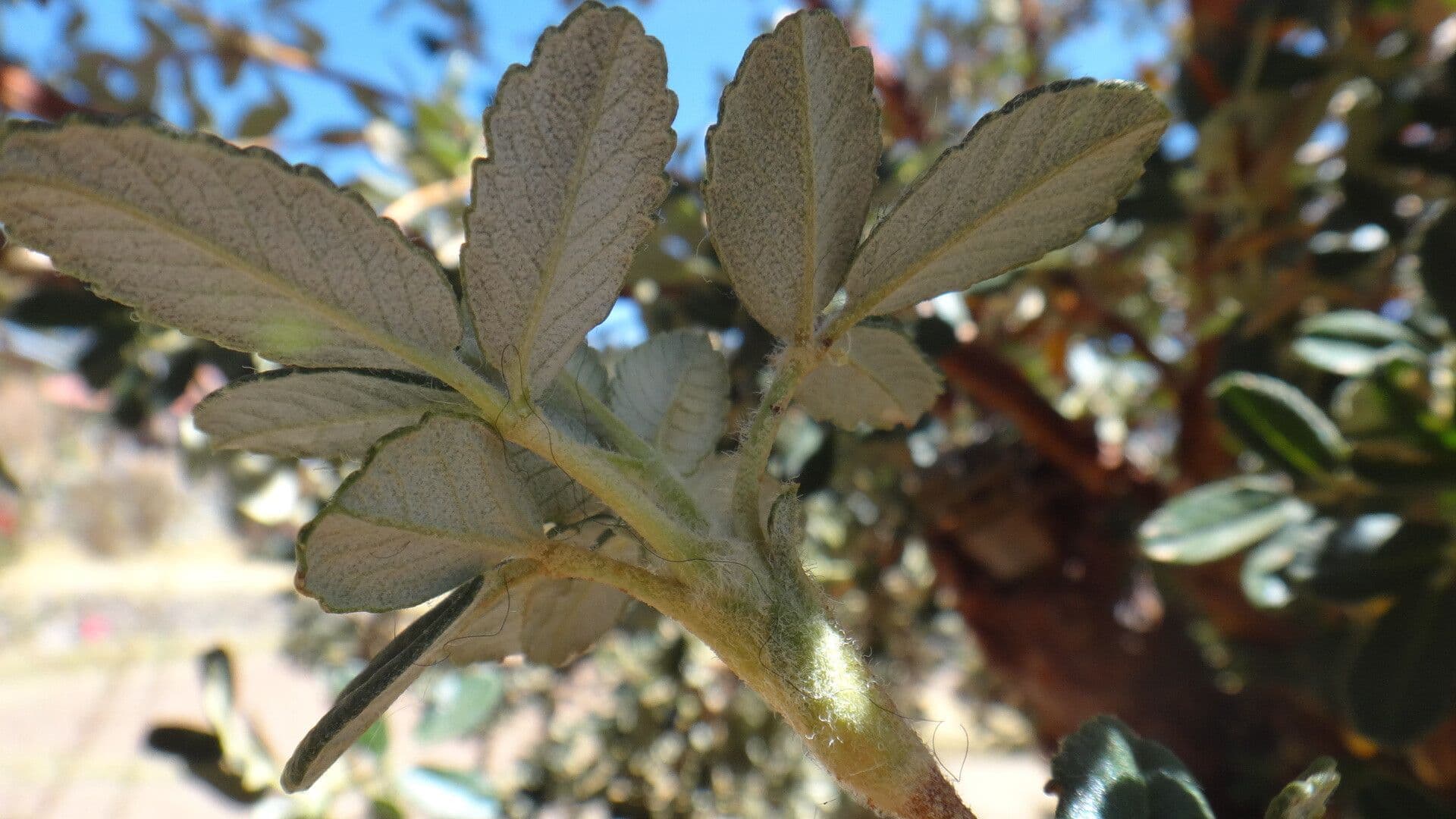 Polylepis 6