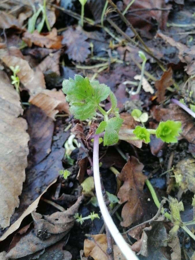 Ranunculus parviflorus 20
