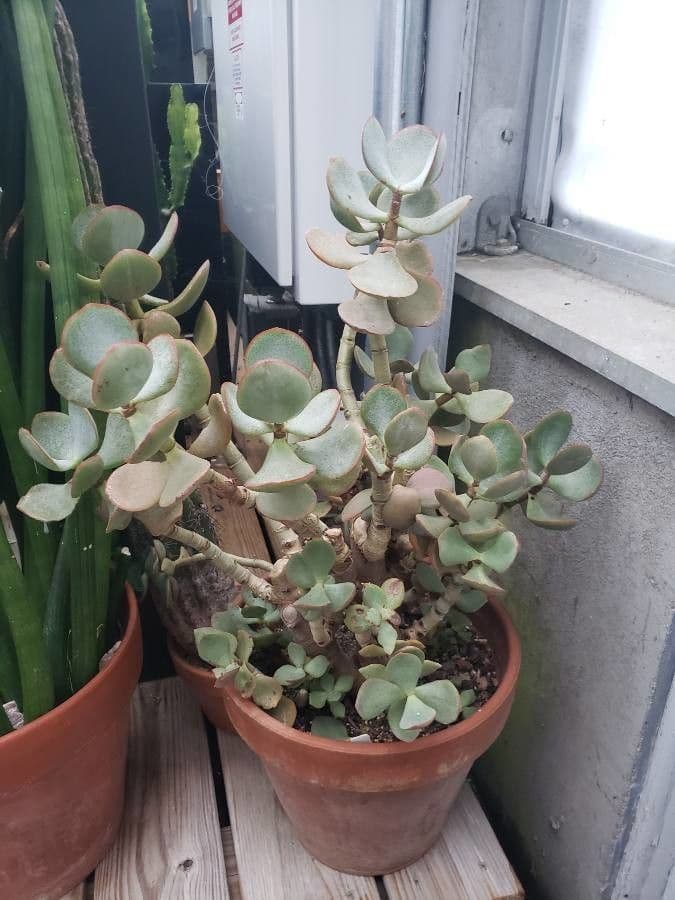 Pianta di giada 8