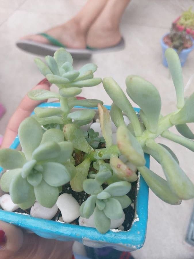 Sedum 2