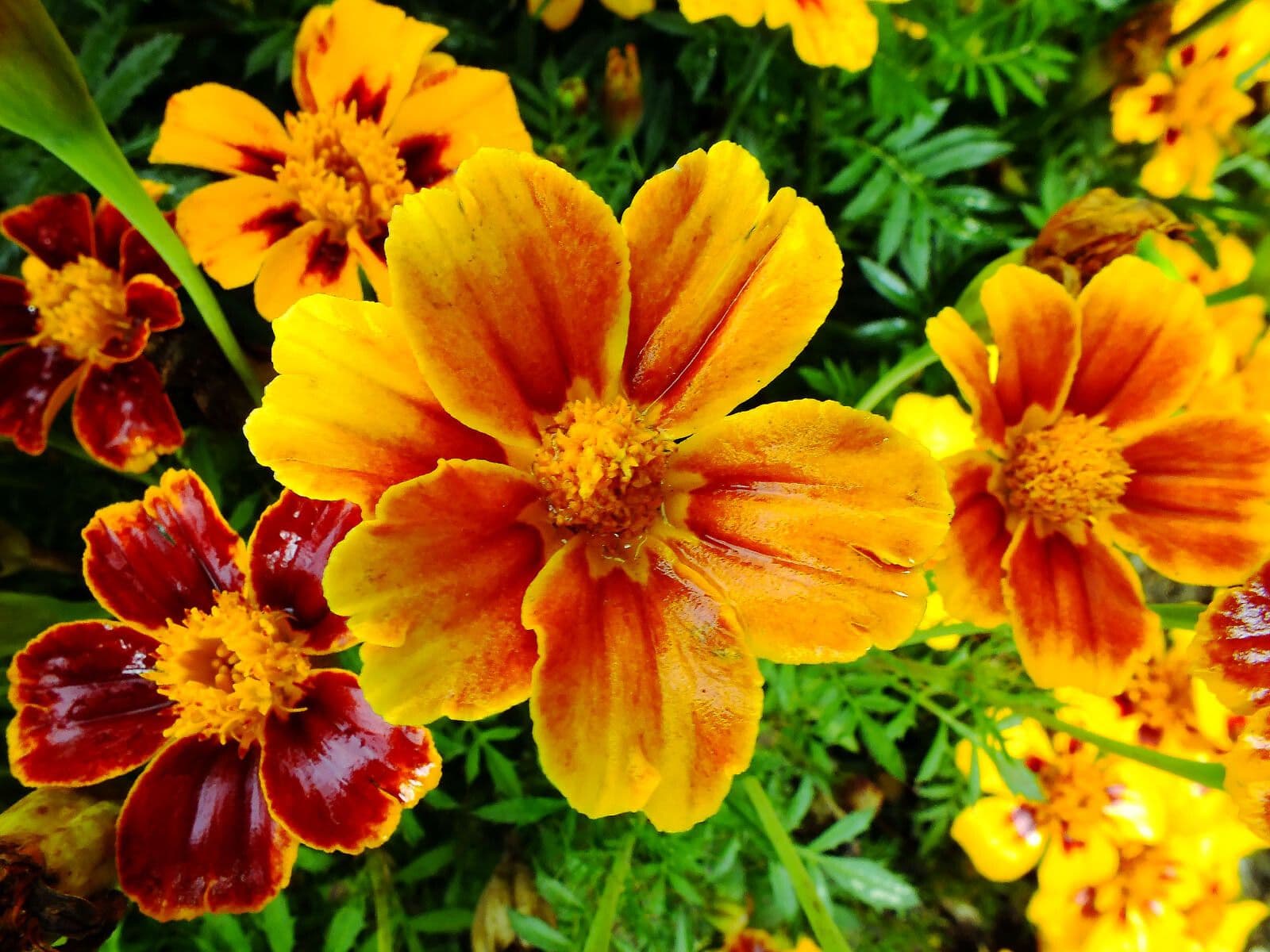 Tagetes lunulato