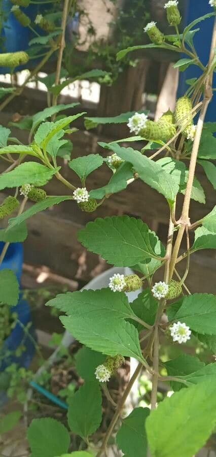 Lippia