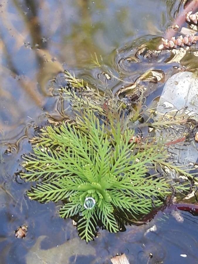 Millefoglio d'acqua 16