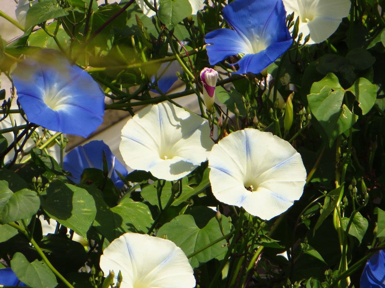 Ipomoea tricolor 7