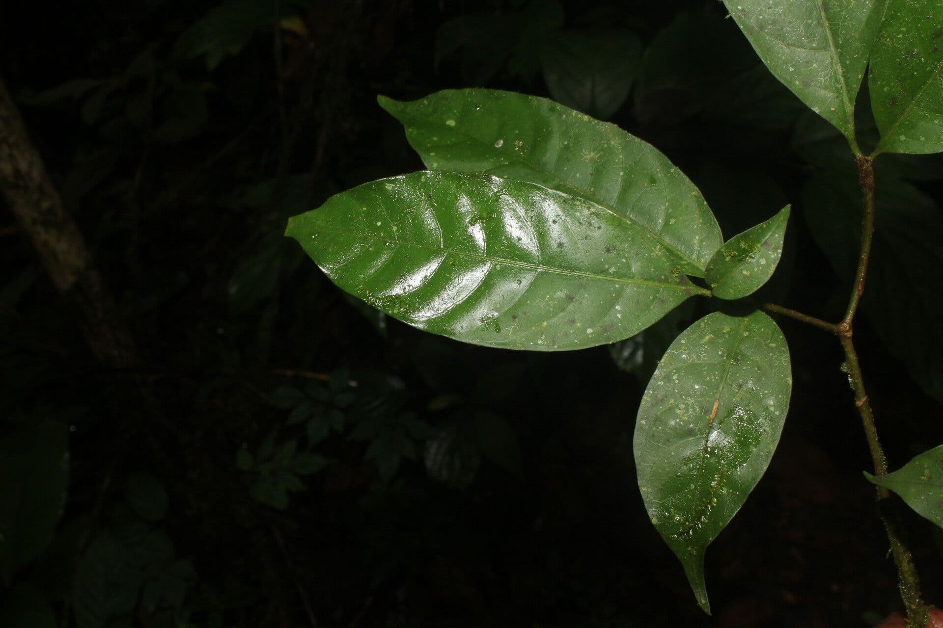 Tabernaemontana 9