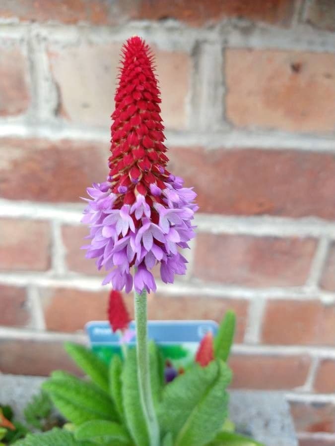 Primula 6