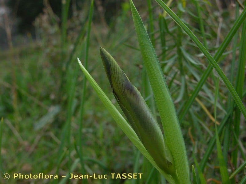 Iris tuberoso 21