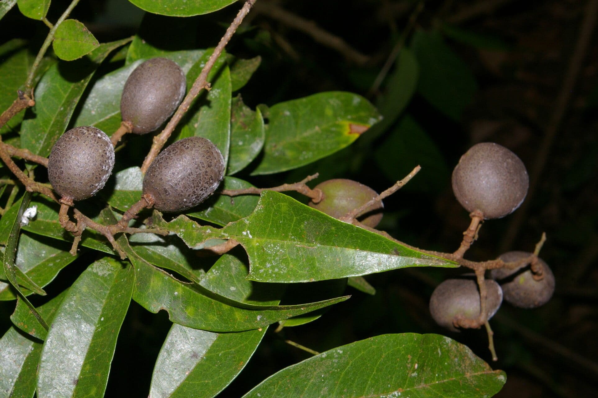 Dialium guianense 4