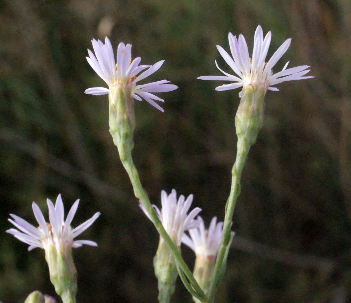 Aster solny 34